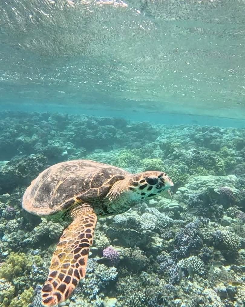 Swimming with Sea Turtles